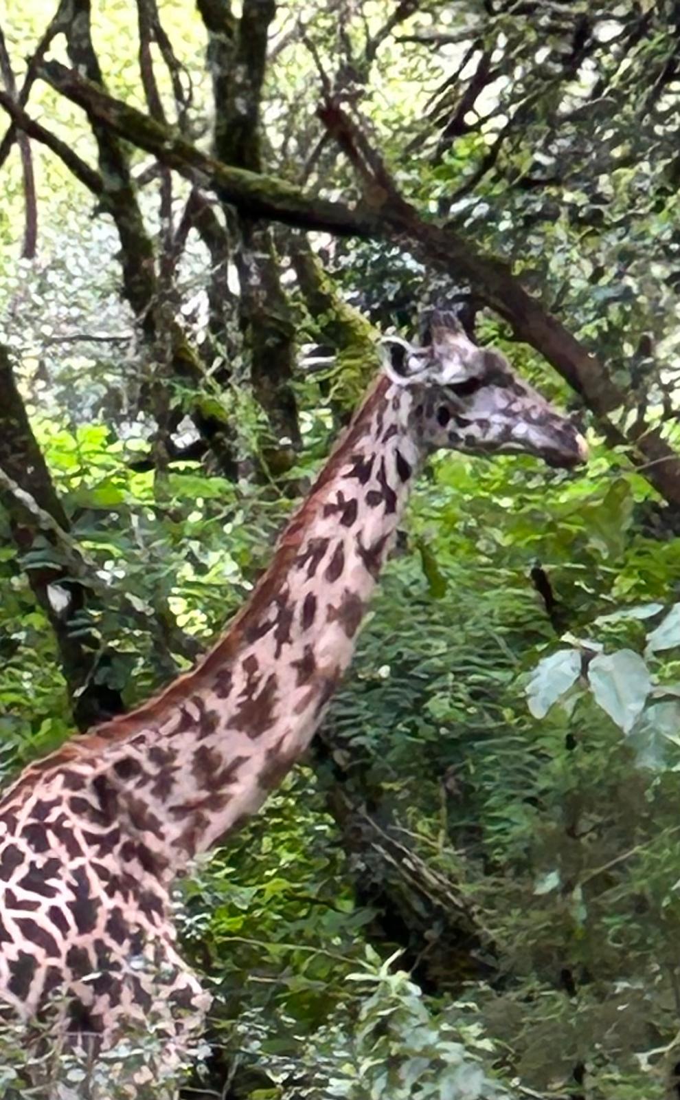 Giraffe standing on the Tanzanian savanna