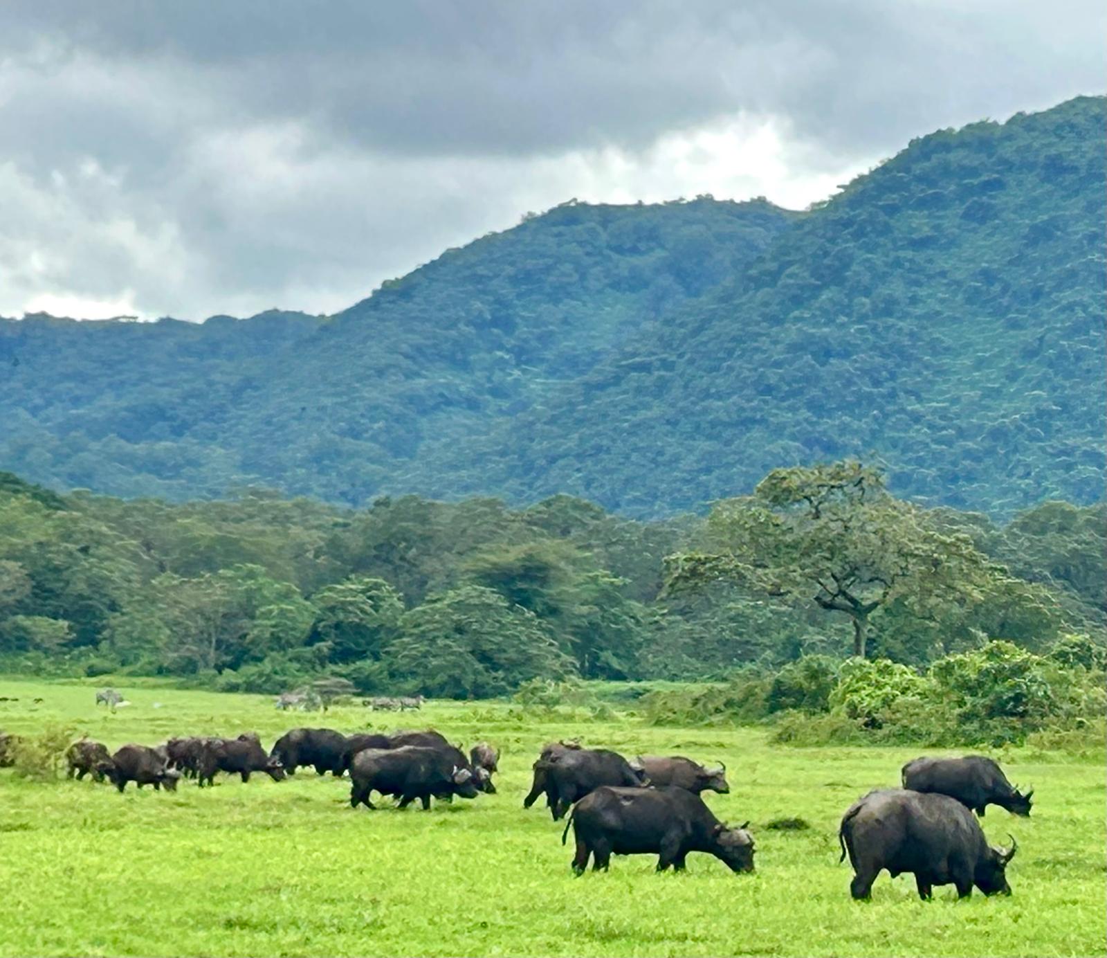 Wildlife and safari landscape near Kimokouwa, Tanzania
