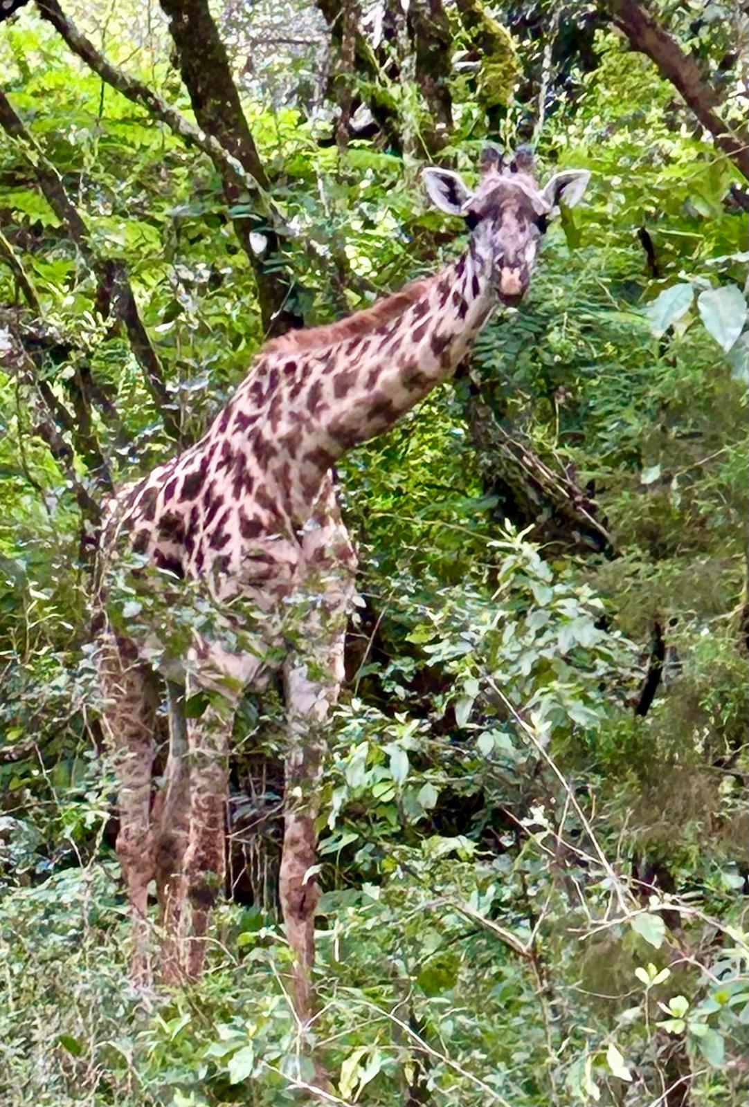 Wildlife landscape under a wide African sky