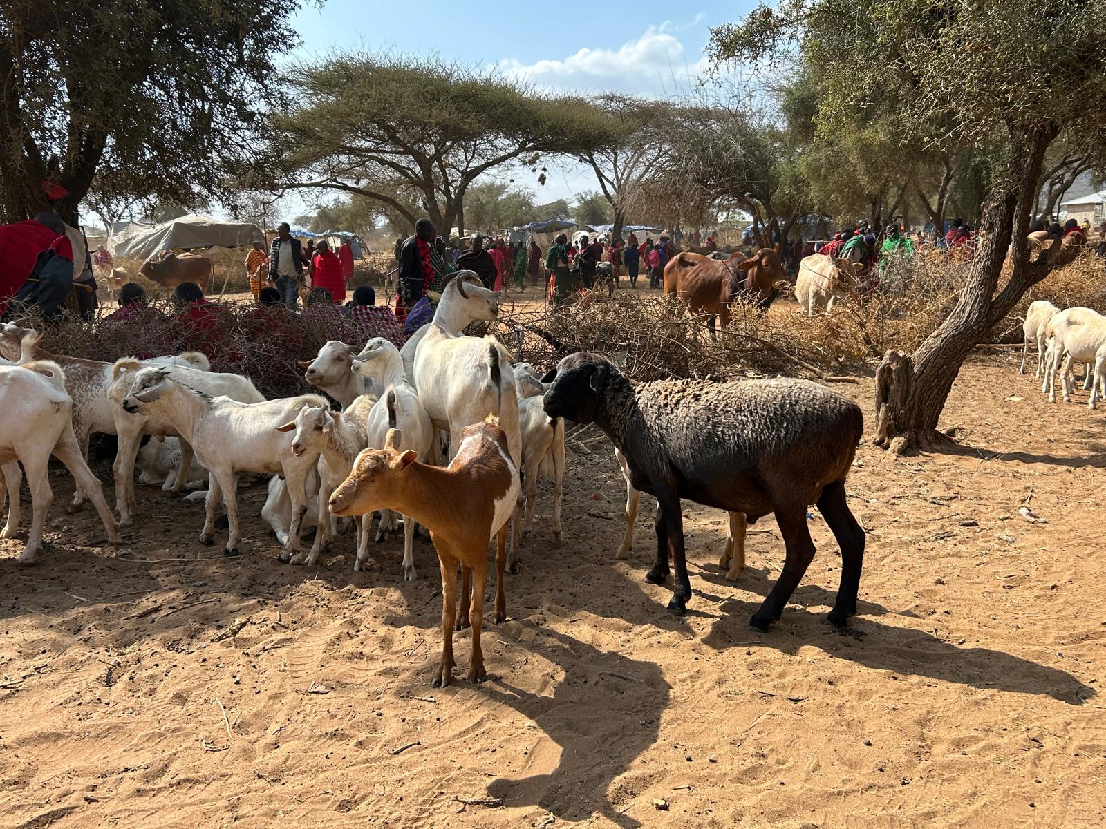 Maasai cultural attire and beads reflecting cultural preservation