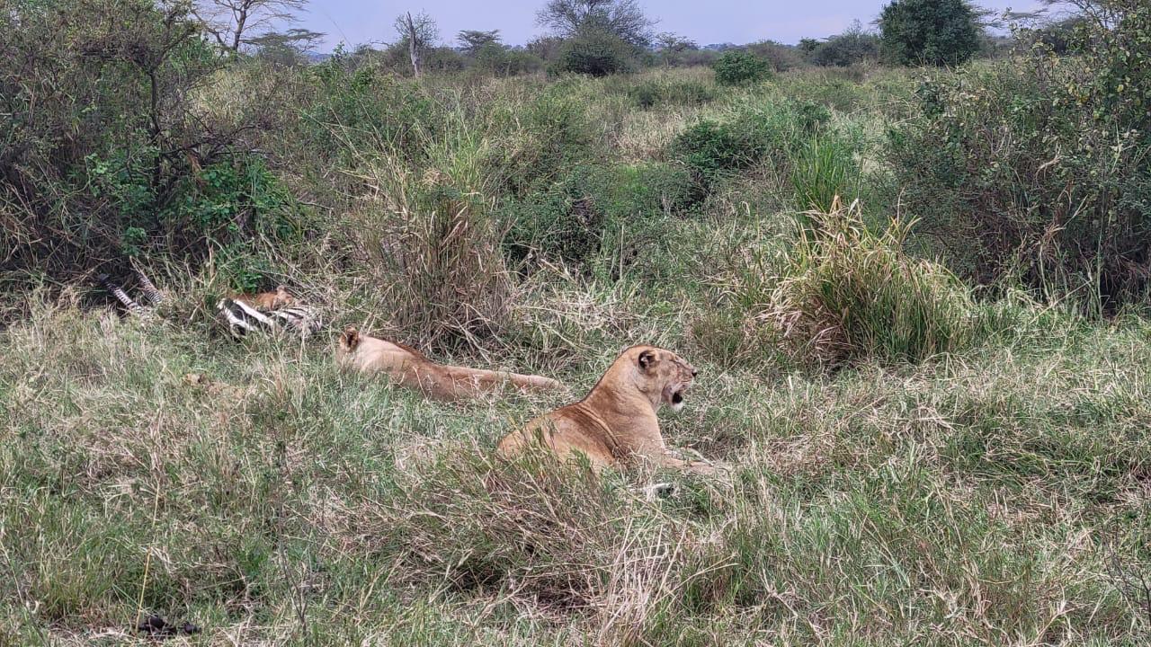 Elephants in Tarangire-like landscape